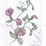 Flowers of the Month