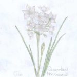 Flowers of the Month