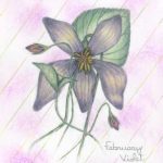 Flowers of the Month