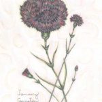 Flowers of the Month