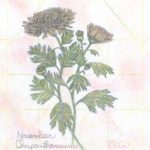 Flowers of the Month