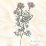 Flowers of the Month